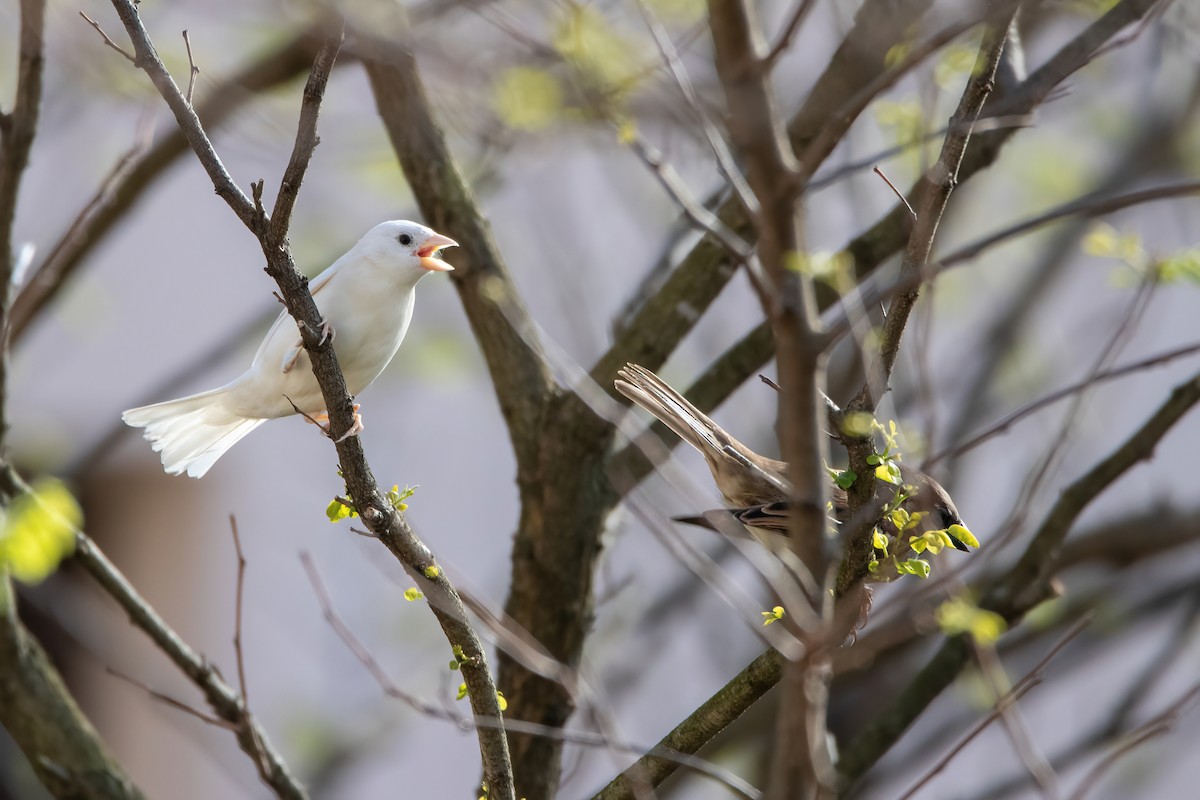 House Sparrow - ML617057749