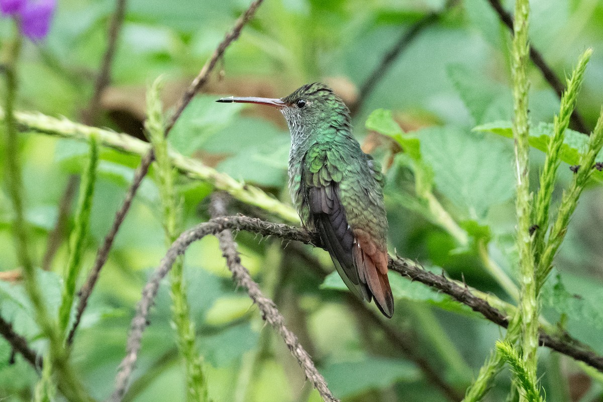 Rufous-tailed Hummingbird - ML617057759