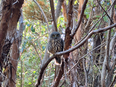 Morepork - ML617057766