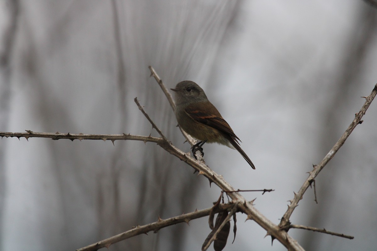 Patagonian Tyrant - ML617057780