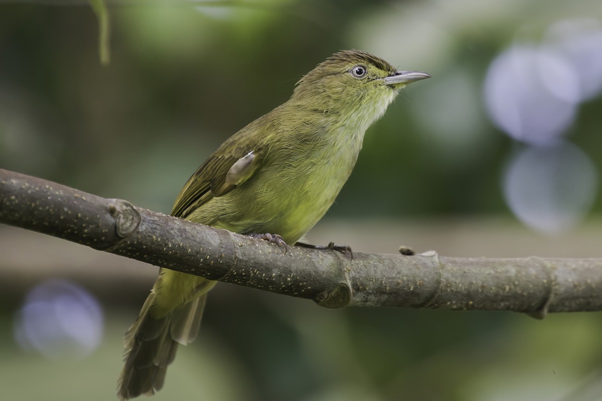 Cachar Bulbul - ML617057793