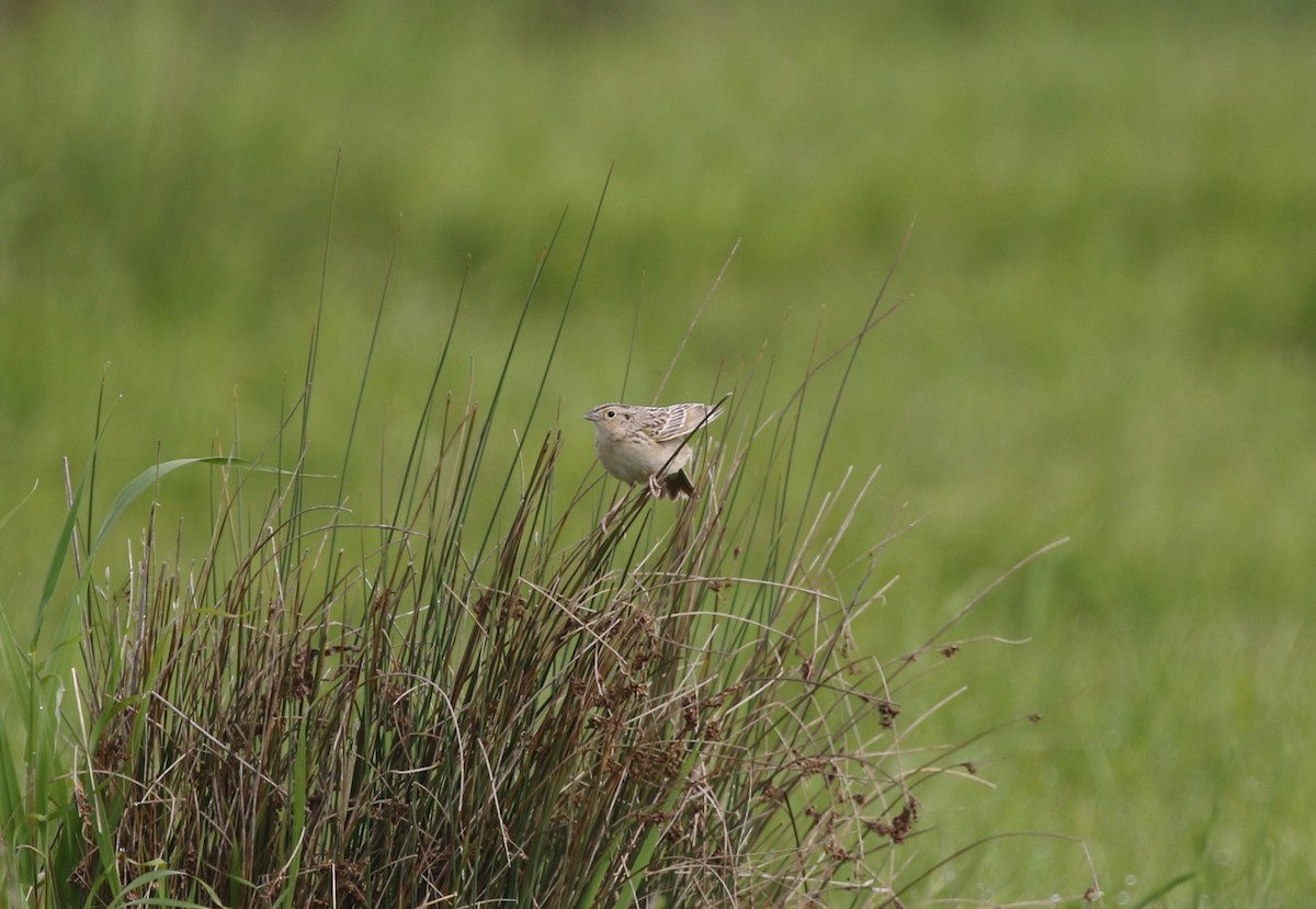 Grasshopper Sparrow - James (Jim) Holmes