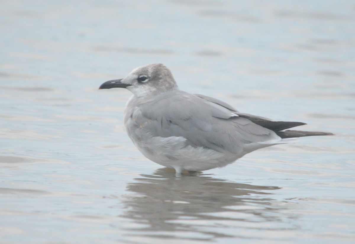 Laughing Gull - Isabel Apkarian