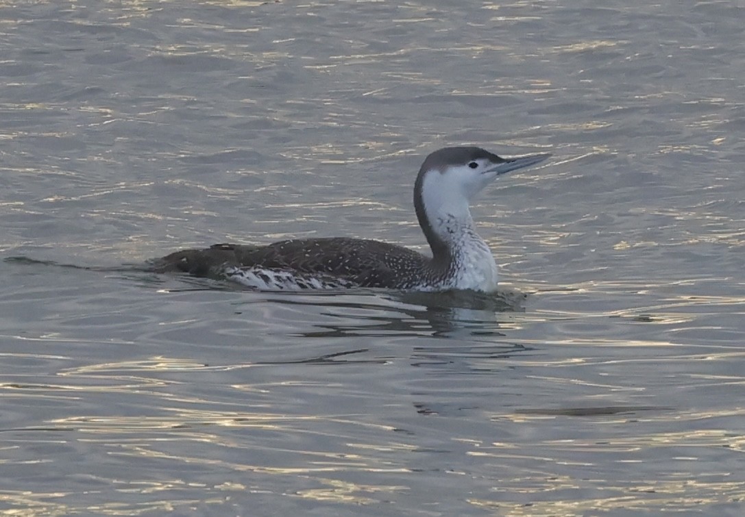 Red-throated Loon - ML617057831