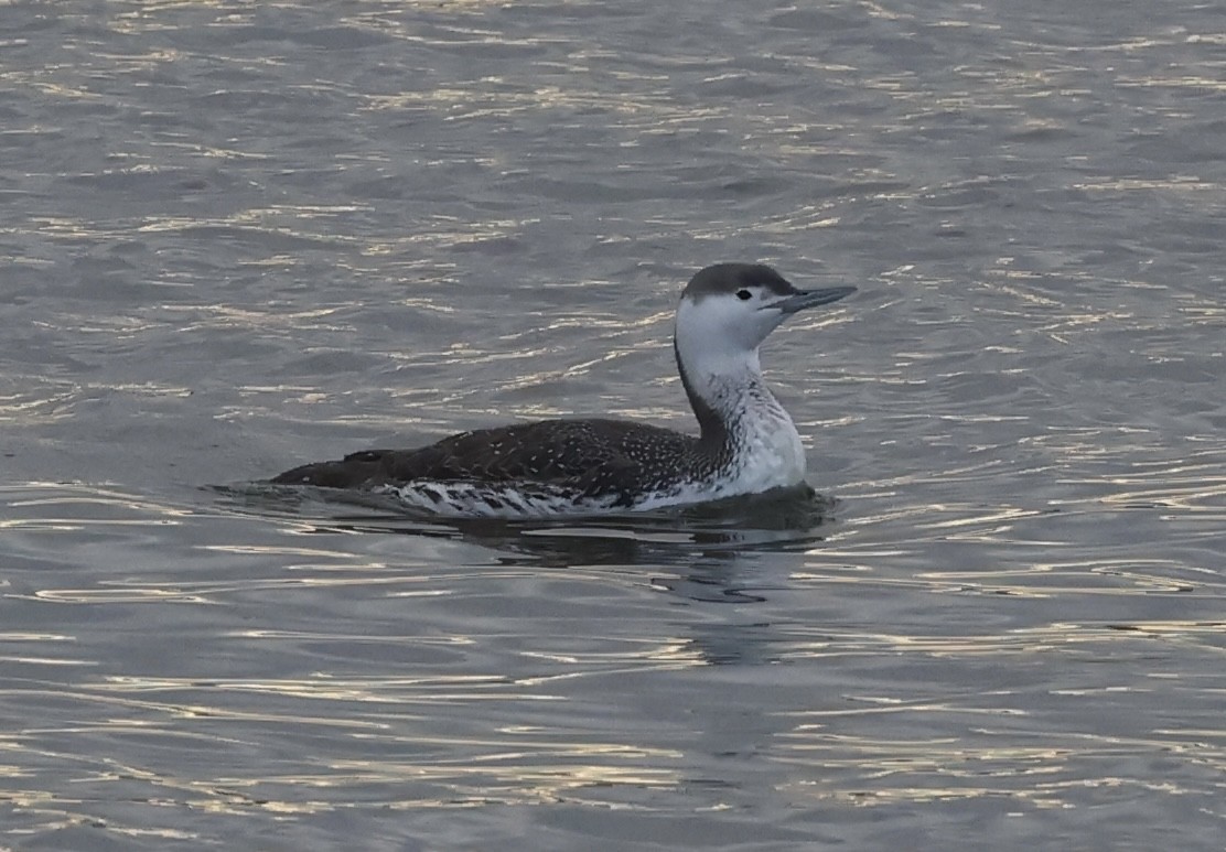Red-throated Loon - ML617057832