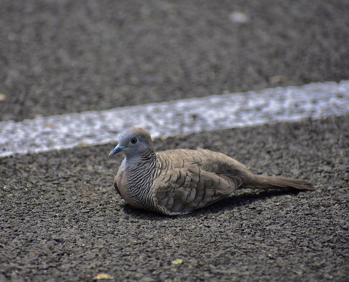 Zebra Dove - Yasemin Can