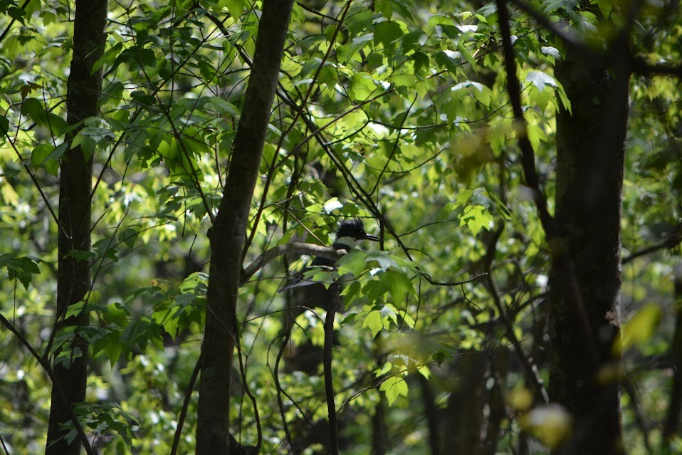 Belted Kingfisher - Allison Bugarin