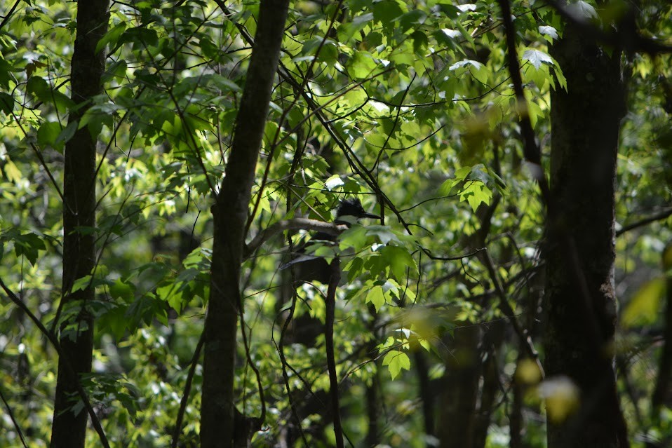 Belted Kingfisher - ML617057848