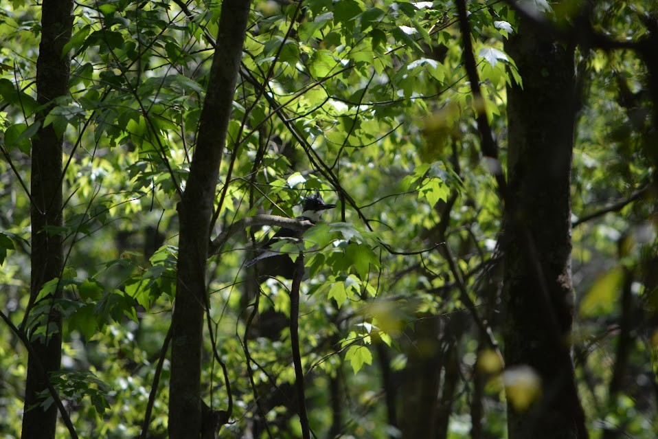 Belted Kingfisher - ML617057849