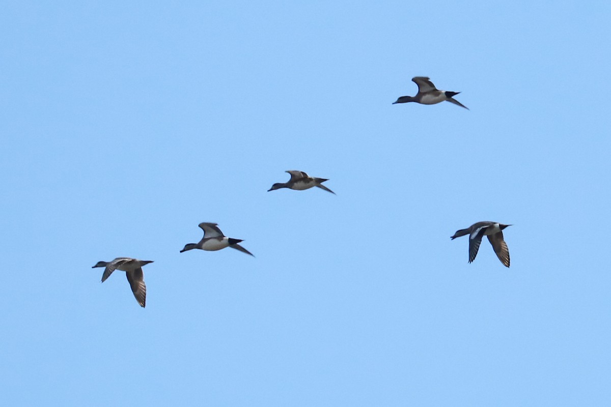 American Wigeon - Debra Rittelmann