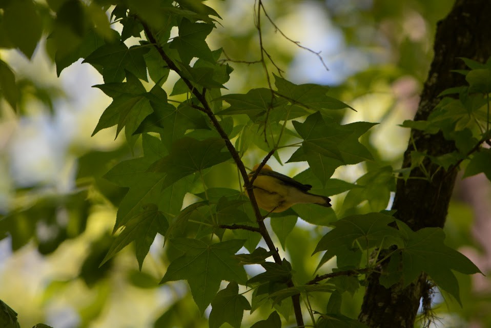 Prothonotary Warbler - ML617057879