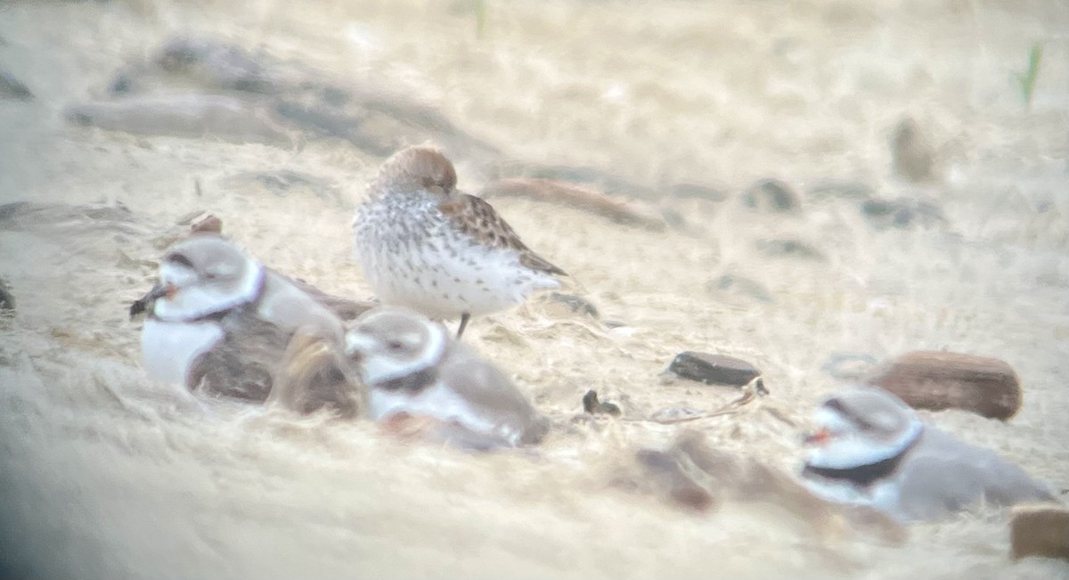 Western Sandpiper - ML617057888