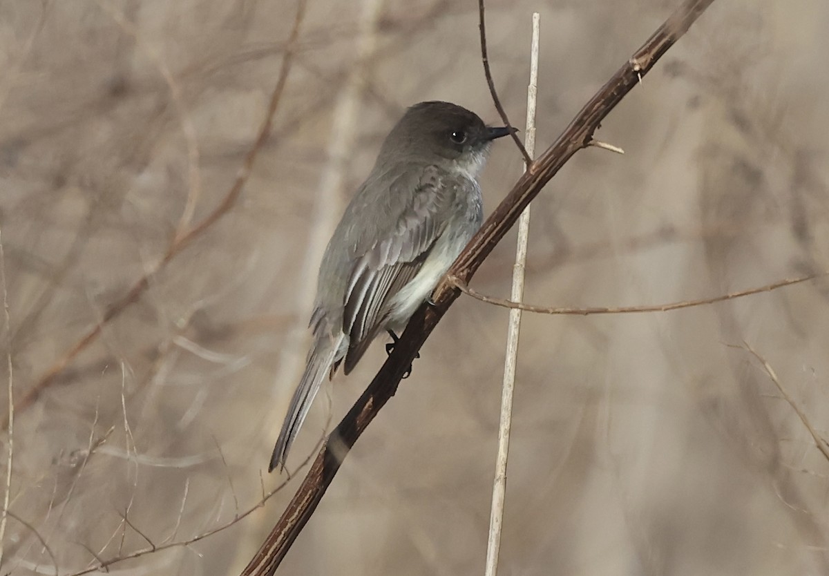 Eastern Phoebe - Lisa Carol Wolf