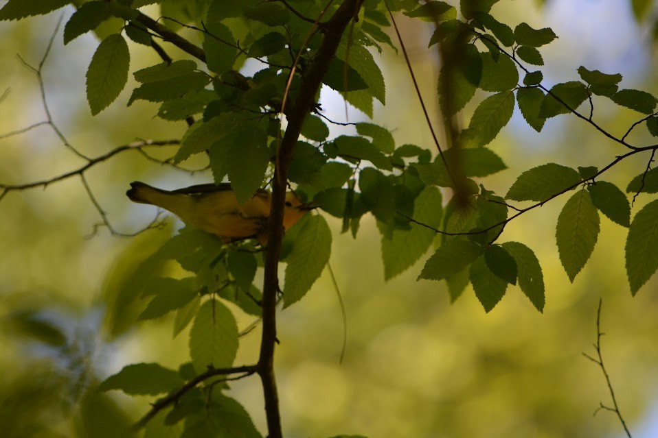 Prothonotary Warbler - ML617057918