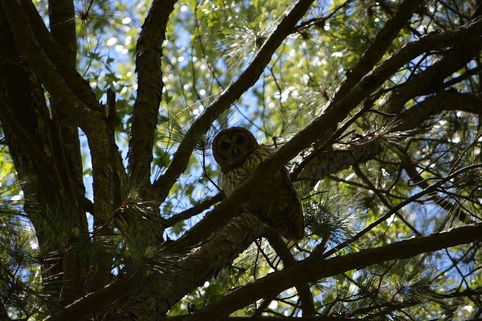 Barred Owl - ML617057935