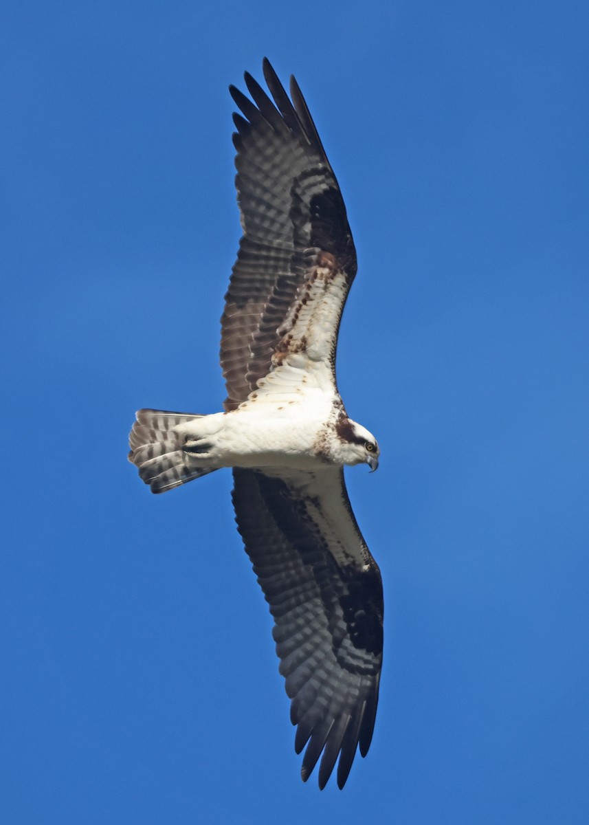 Osprey - ML617057981