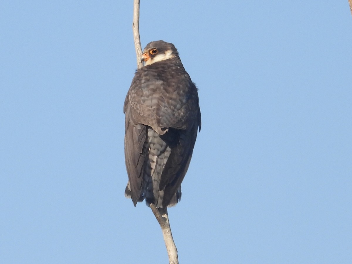 Amur Falcon - ML617057994