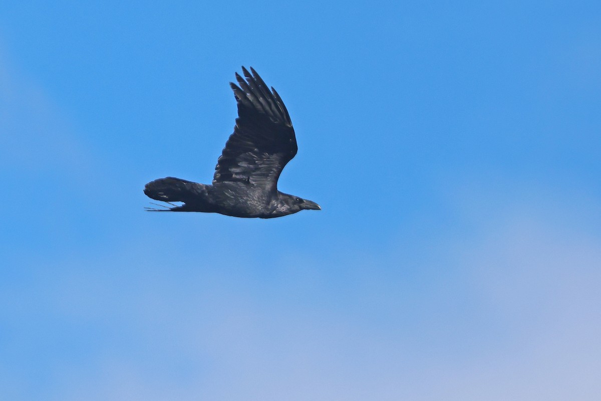 Common Raven - ML617058002