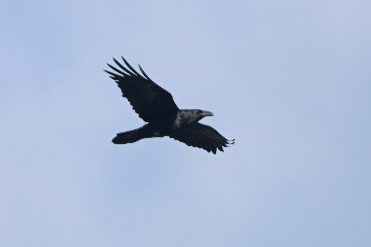 Common Raven - ML617058003