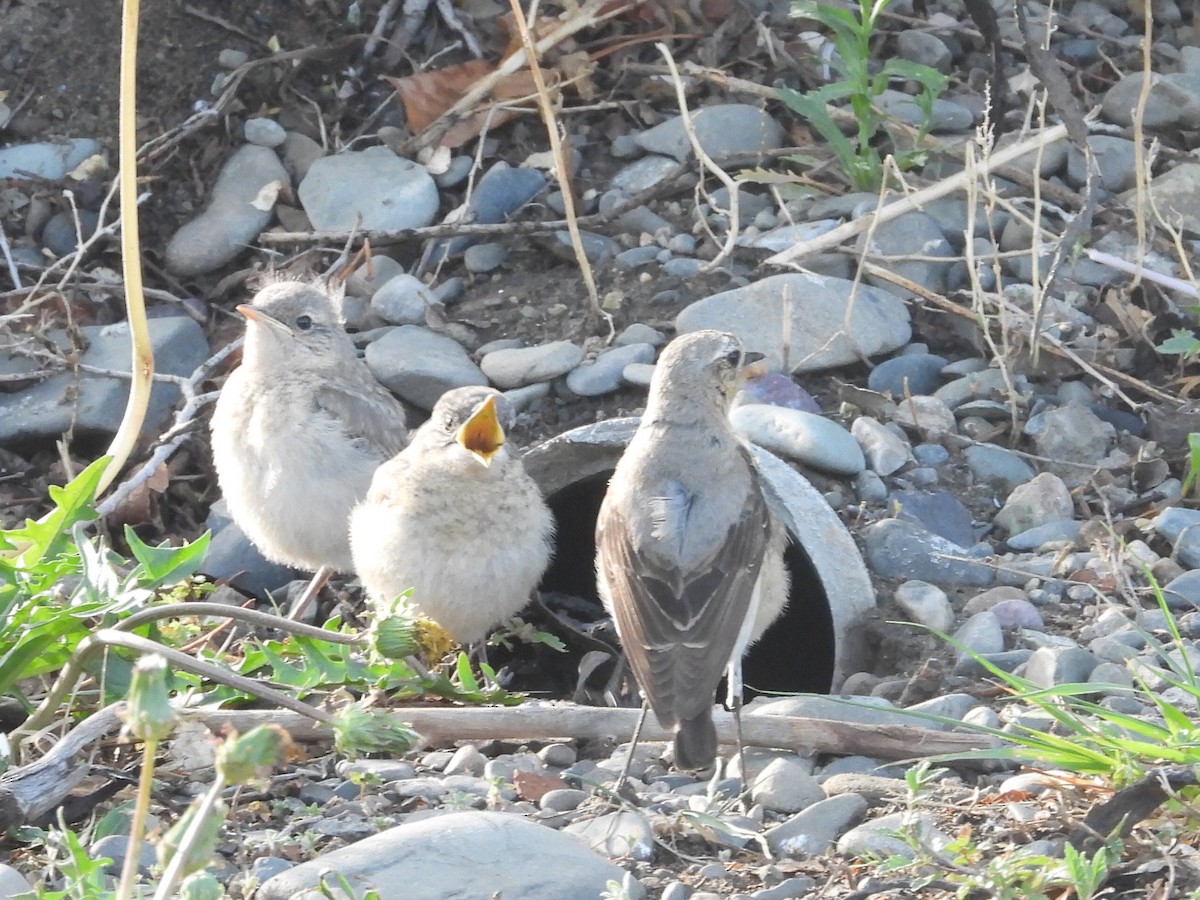 Northern Wheatear - ML617058122