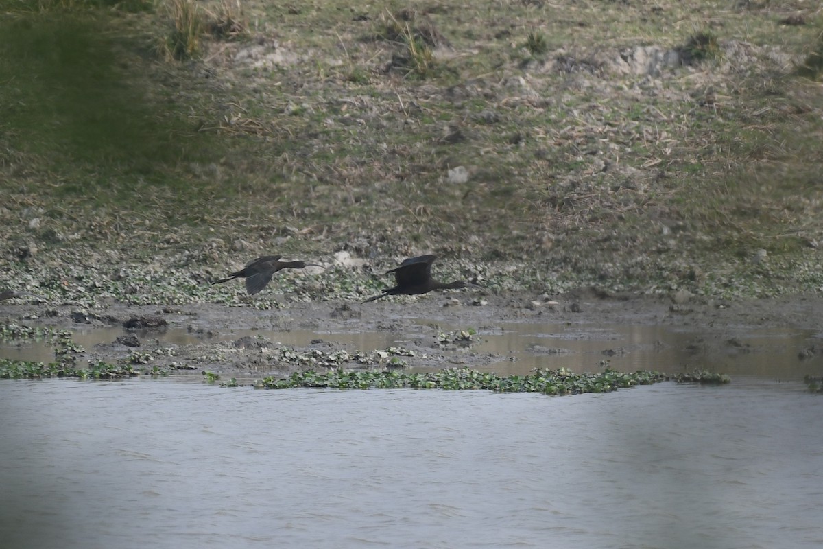 Glossy Ibis - ML617058127