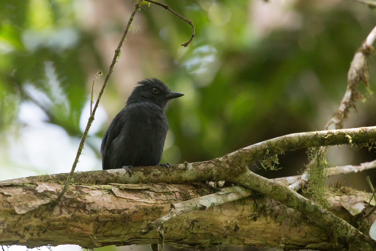 Uniform Antshrike - Brian Healy