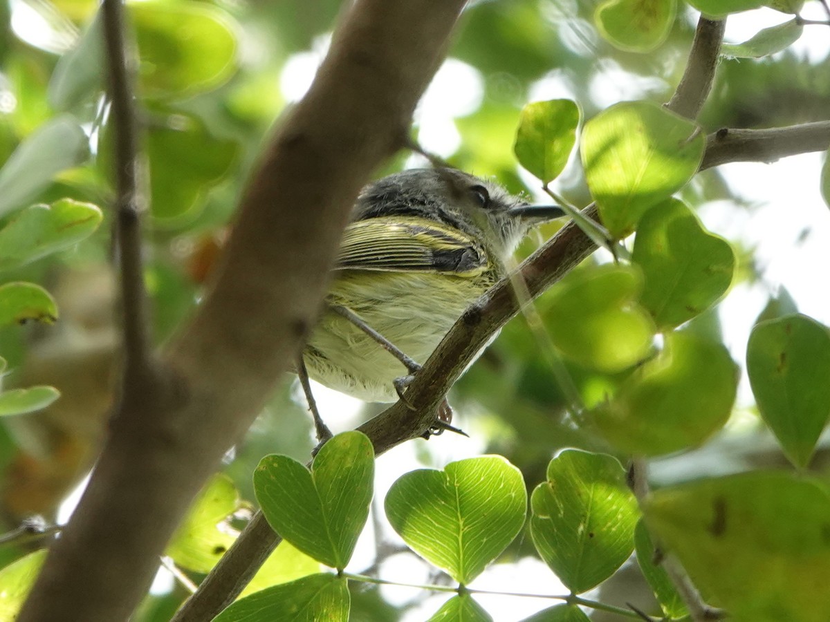 Slate-headed Tody-Flycatcher - ML617058380