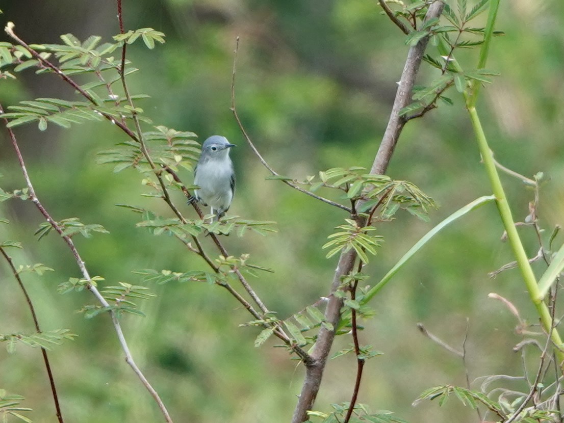 Blue-gray Gnatcatcher - ML617058413