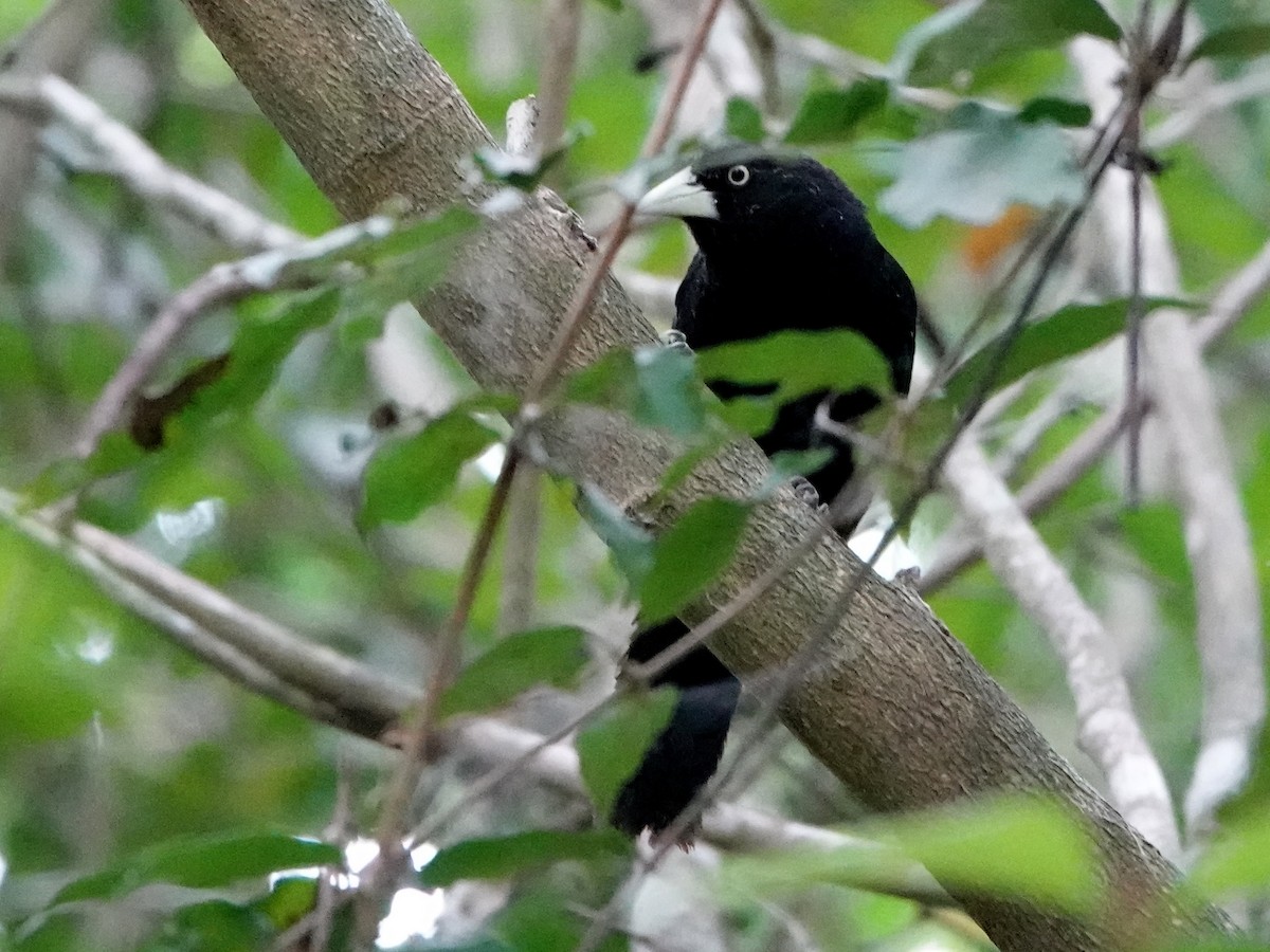 Yellow-billed Cacique - ML617058424