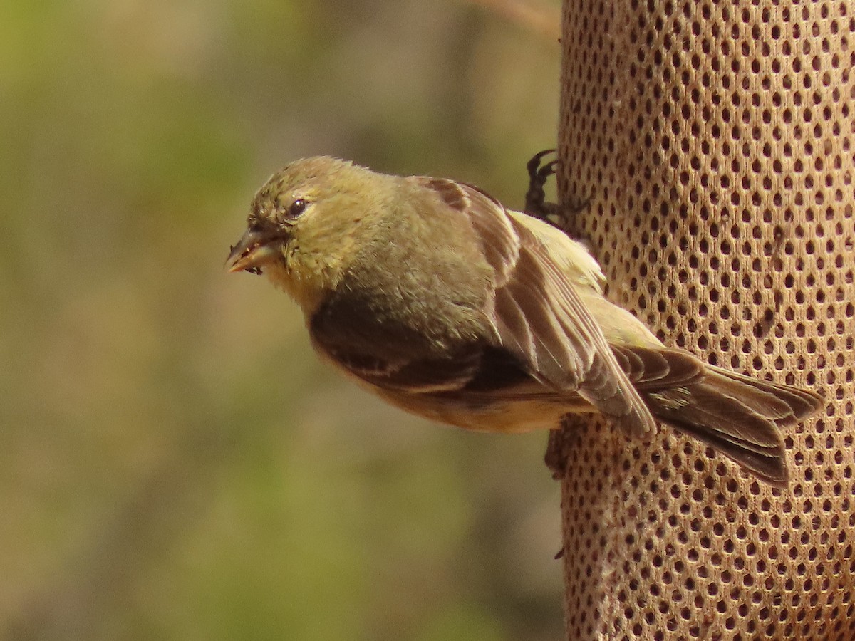 American Goldfinch - ML617058446