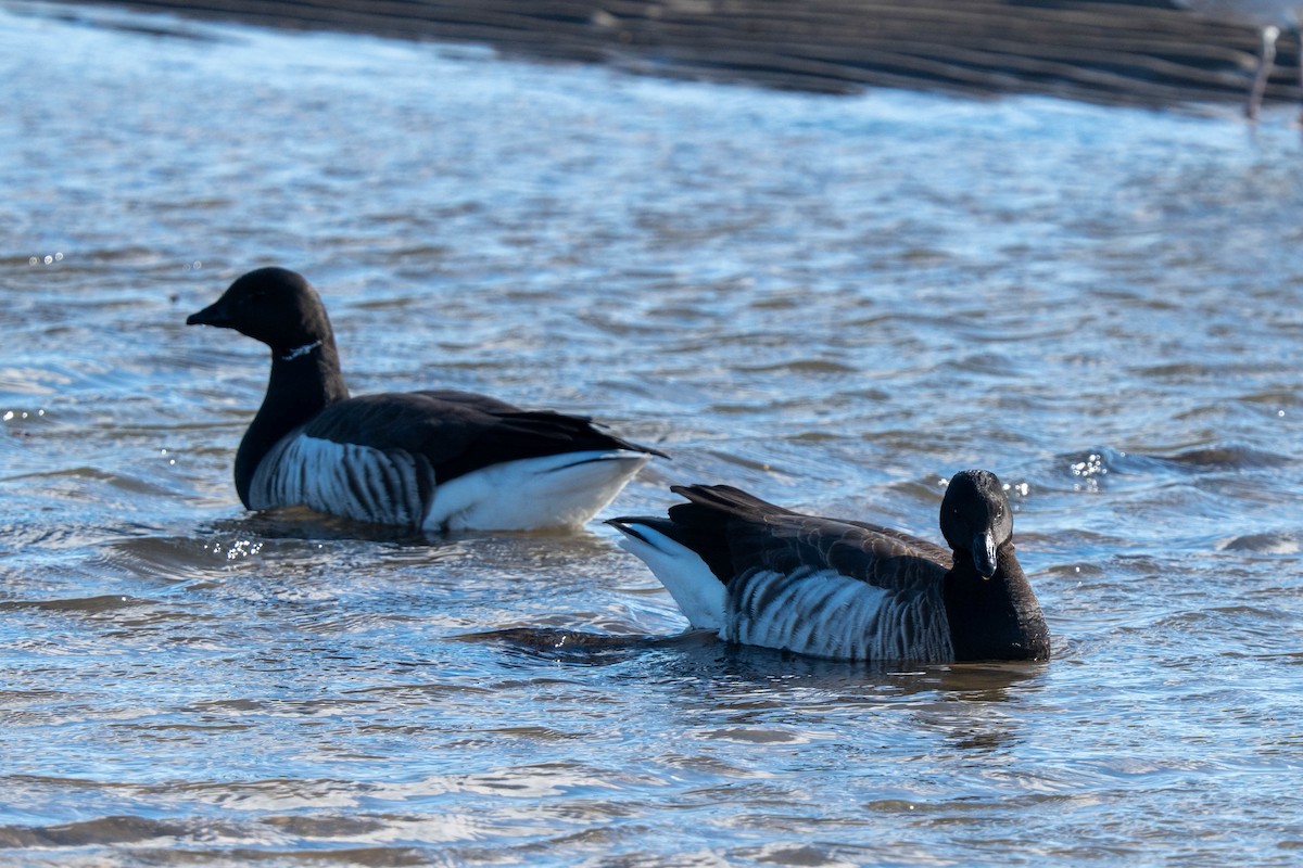 Brant - ML617058464