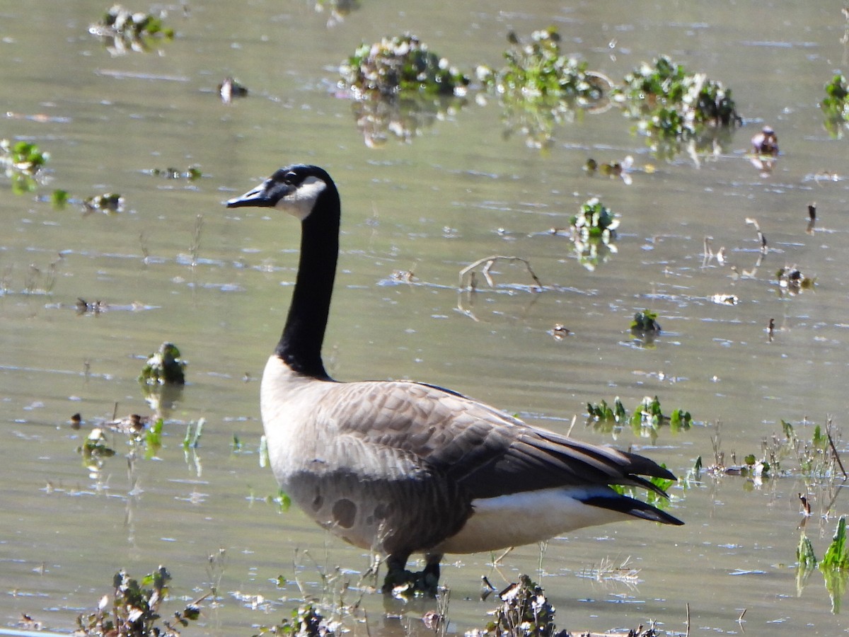 Canada Goose - ML617058491