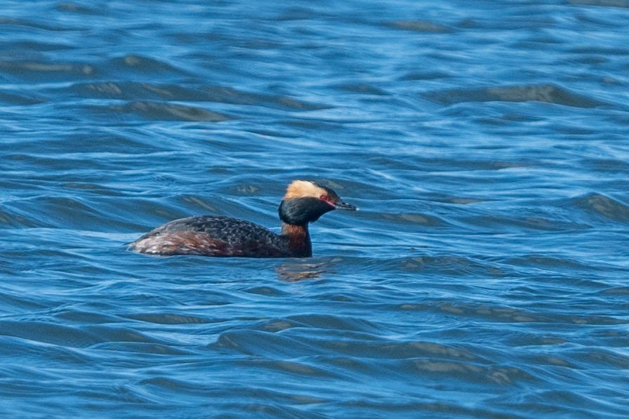 Horned Grebe - ML617058504