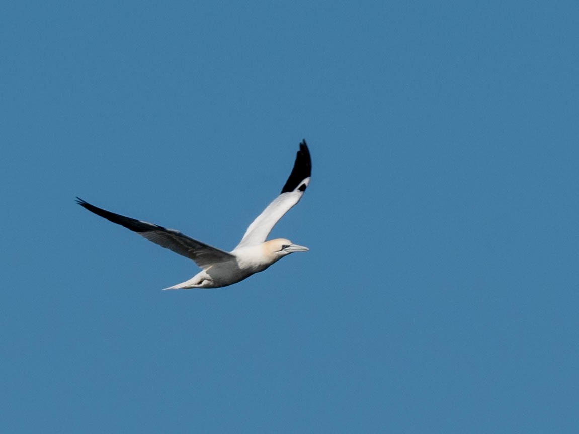 Northern Gannet - ML617058539