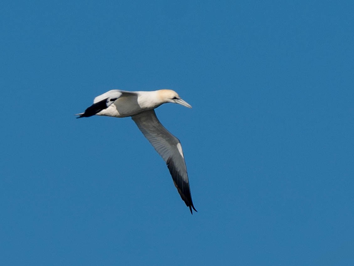 Northern Gannet - ML617058540