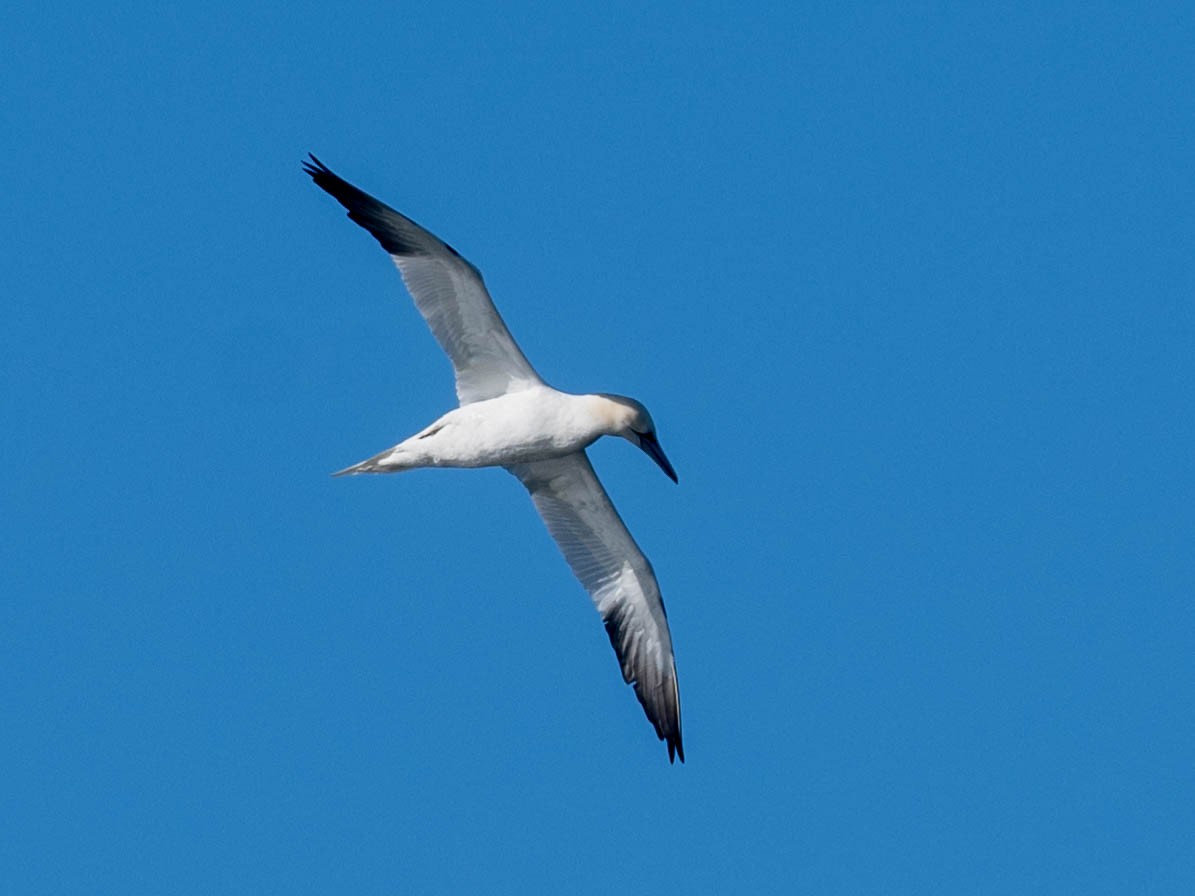 Northern Gannet - ML617058544