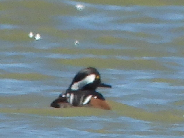 Hooded Merganser - ML617058547