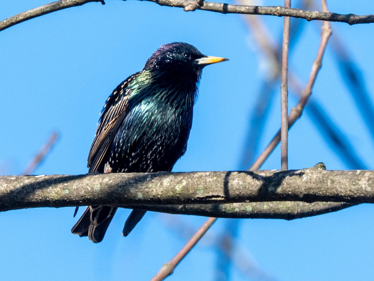 European Starling - ML617058591