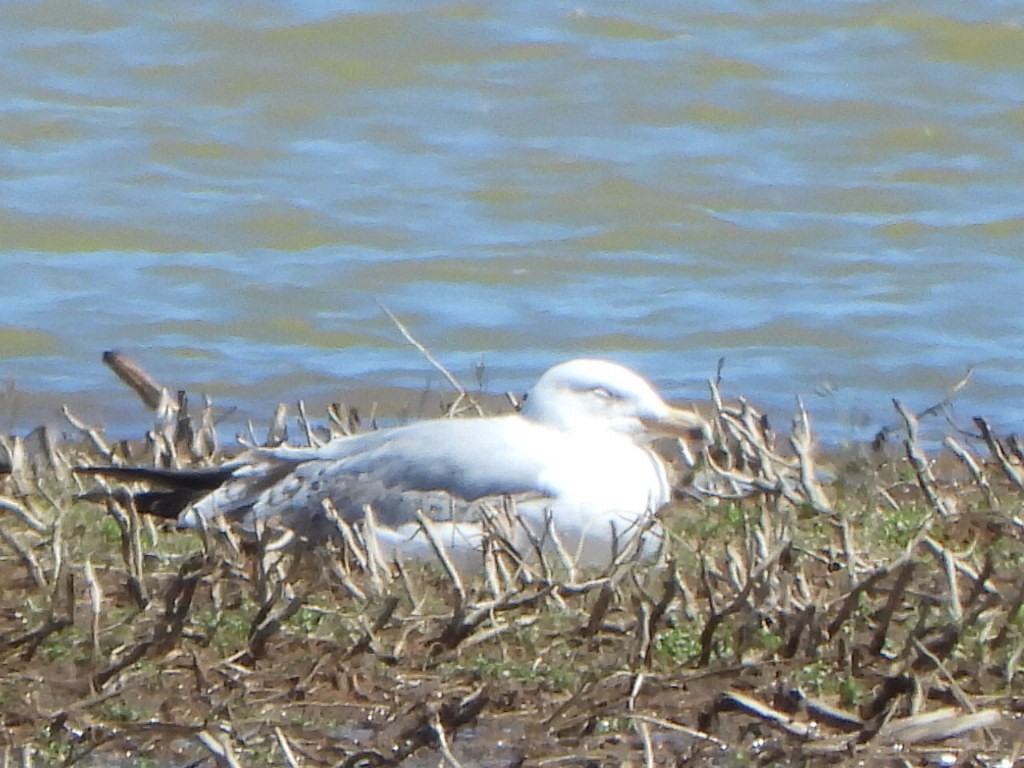 Ring-billed Gull - ML617058593