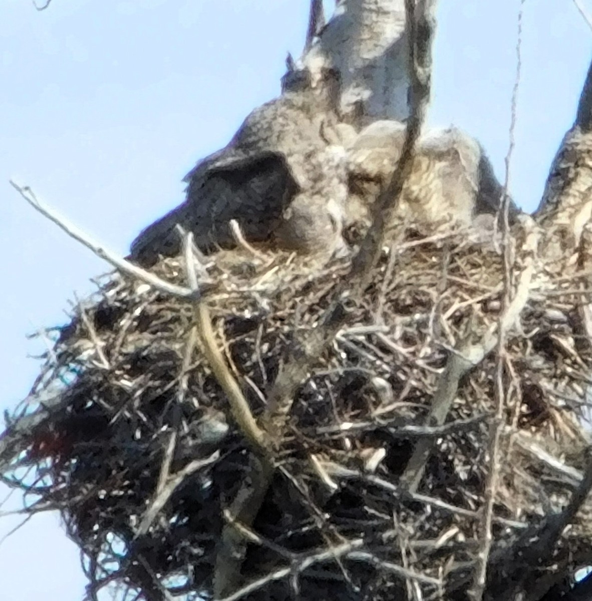 Great Horned Owl - ML617058617