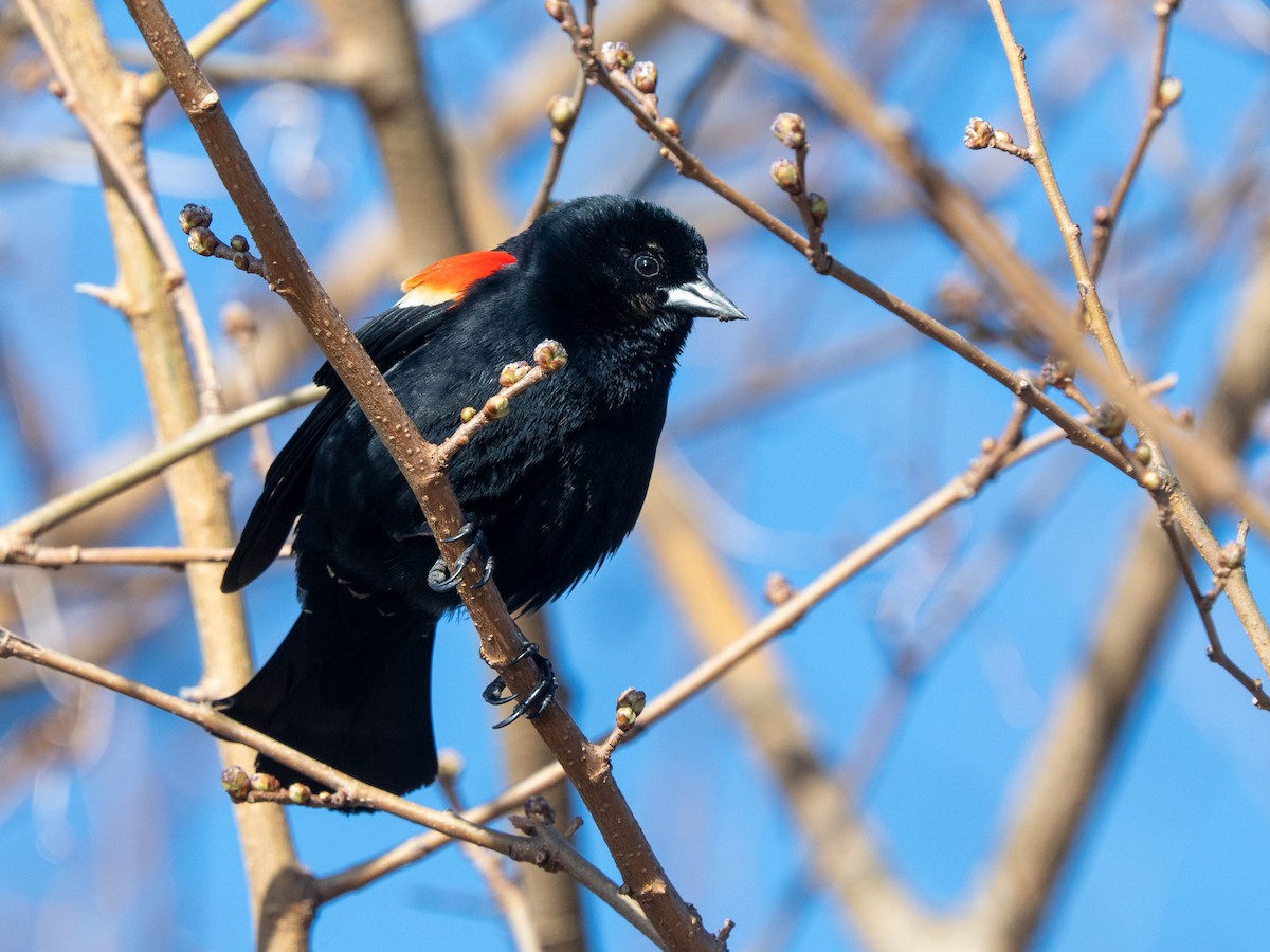 Red-winged Blackbird - ML617058619