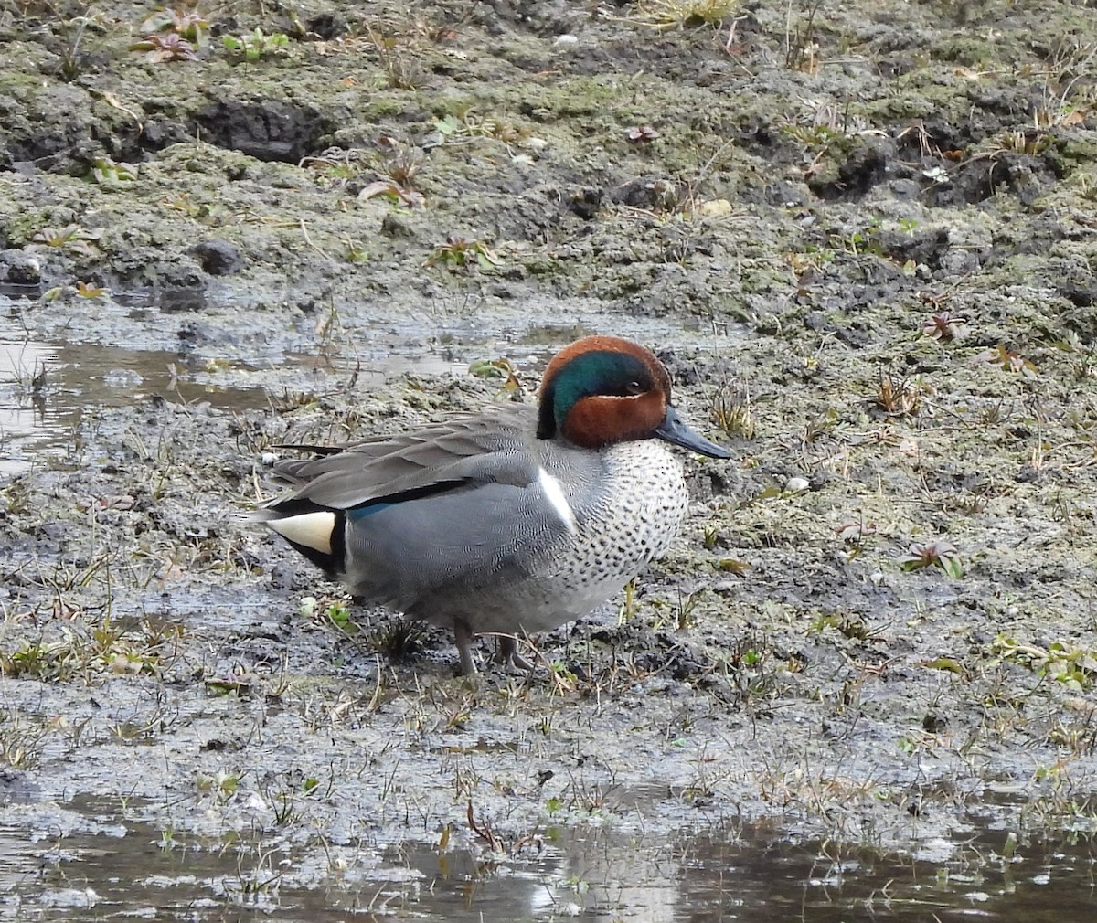 Green-winged Teal - ML617058761