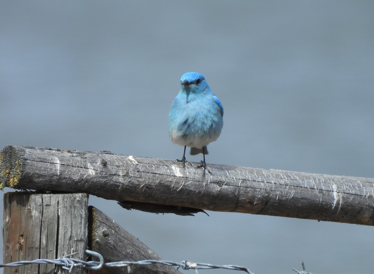 Mountain Bluebird - ML617058783