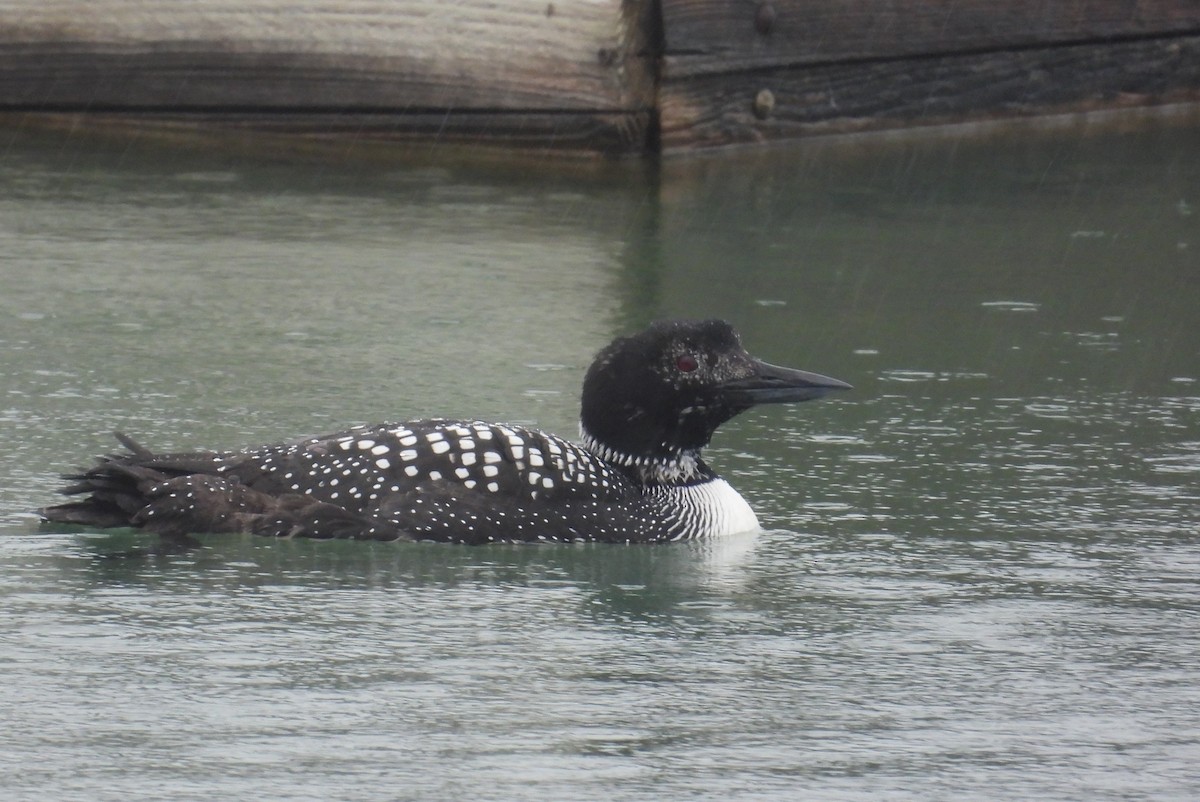 Common Loon - Matt Tobin