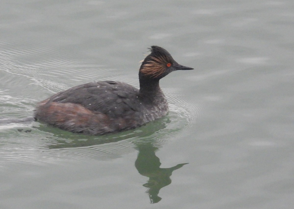 Eared Grebe - Matt Tobin