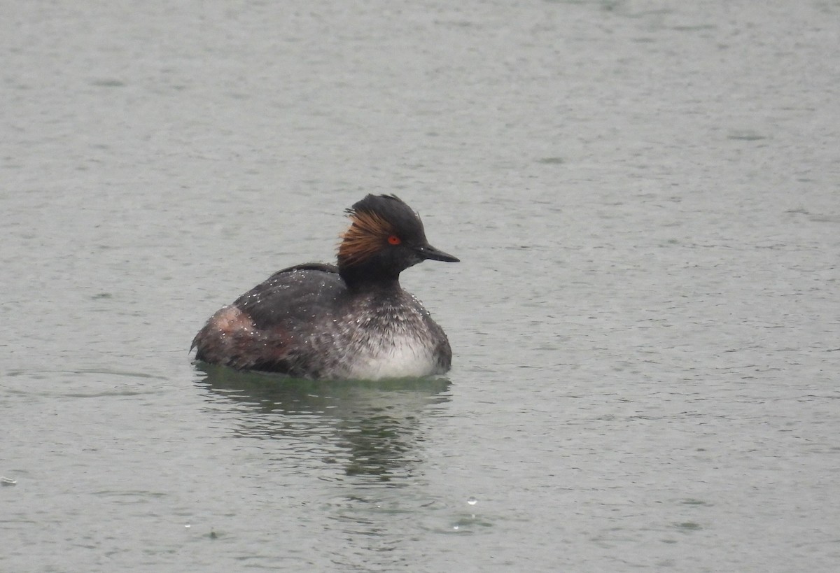 Eared Grebe - ML617058805