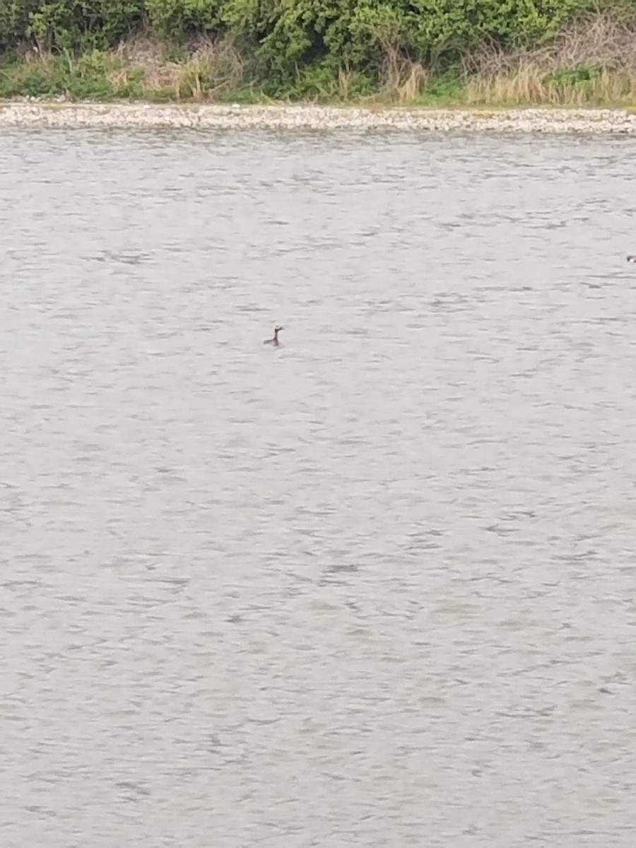 Horned Grebe - ML617058806