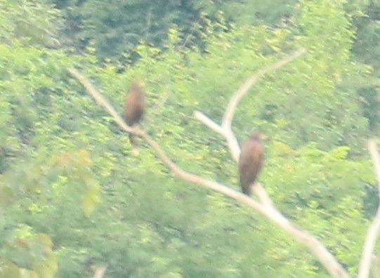 Harris's Hawk - ML617058818