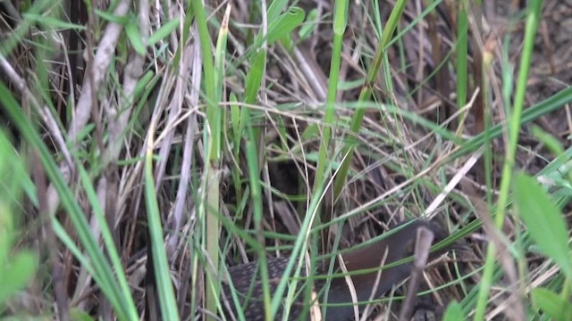 Râle noir - ML617058844