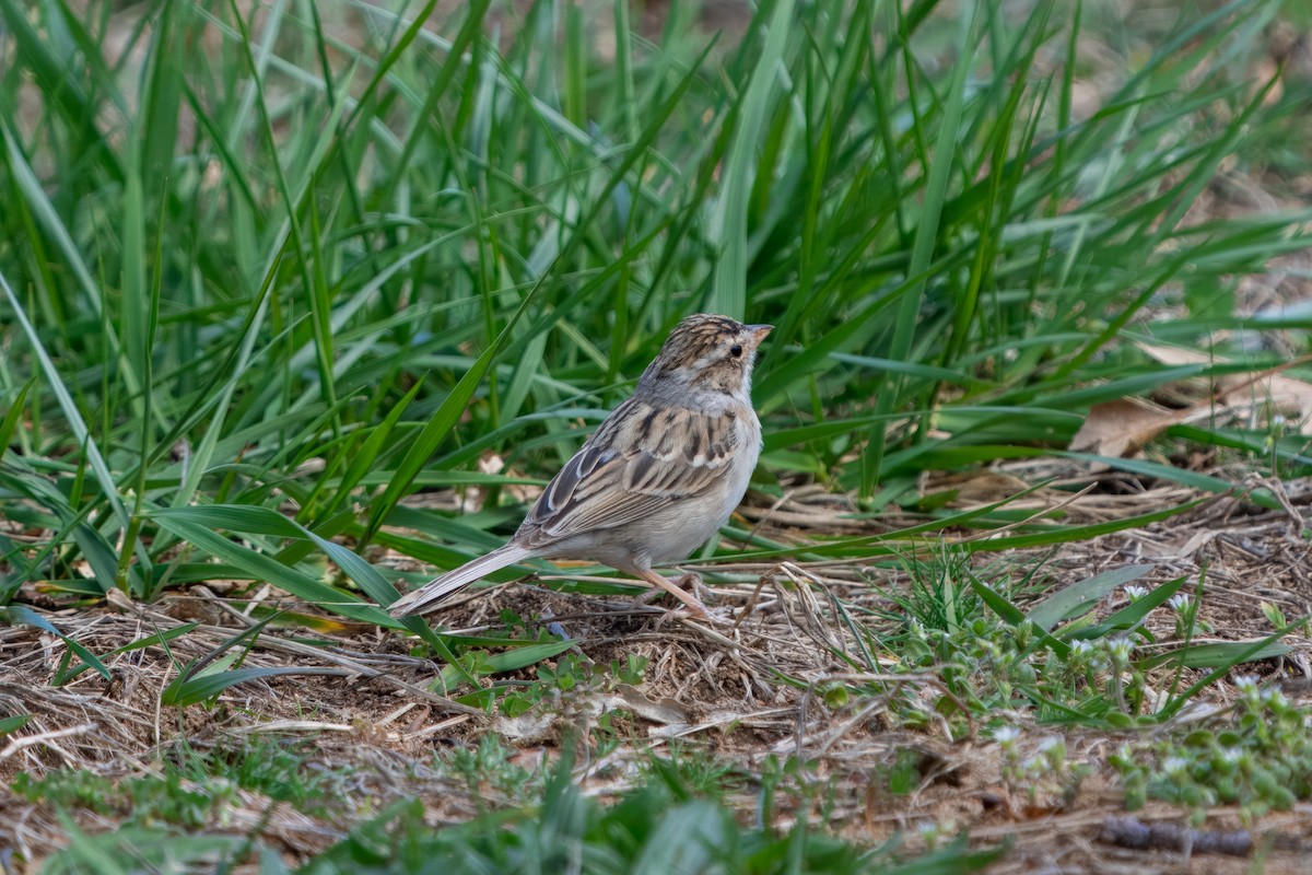 Clay-colored Sparrow - Eric Stone